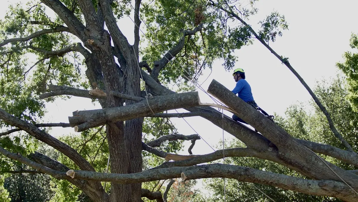 Professional Hazardous Tree Removal performed by certified arborists in Mc Donald