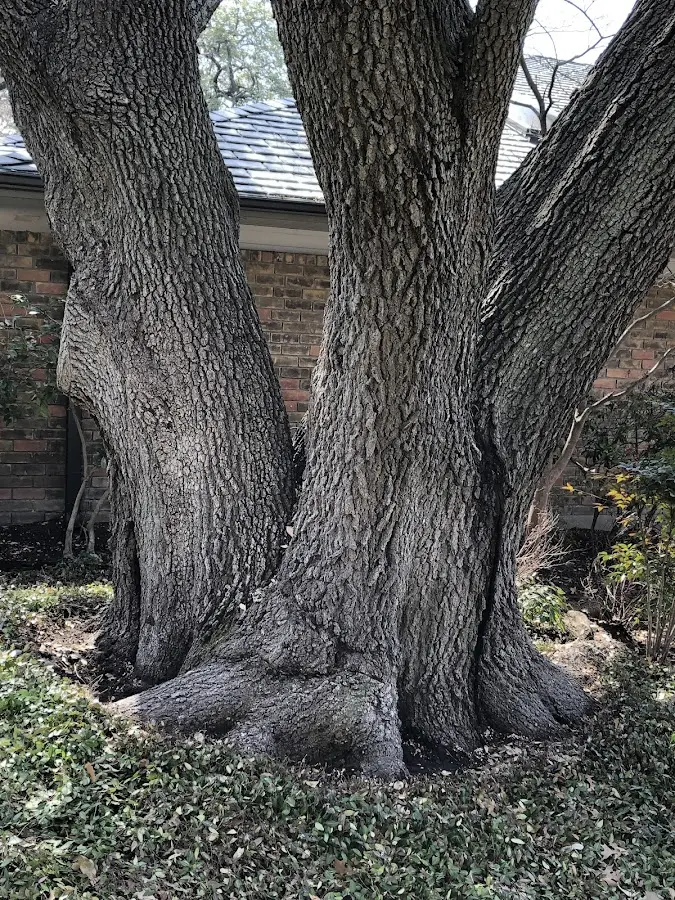 Mature heritage tree close to a Mc Donald property cared for by certified arborists